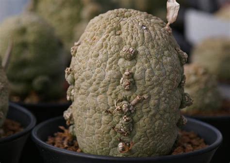 四方凝蹄玉|Pseudolithos cubiformis 方凝蹄玉